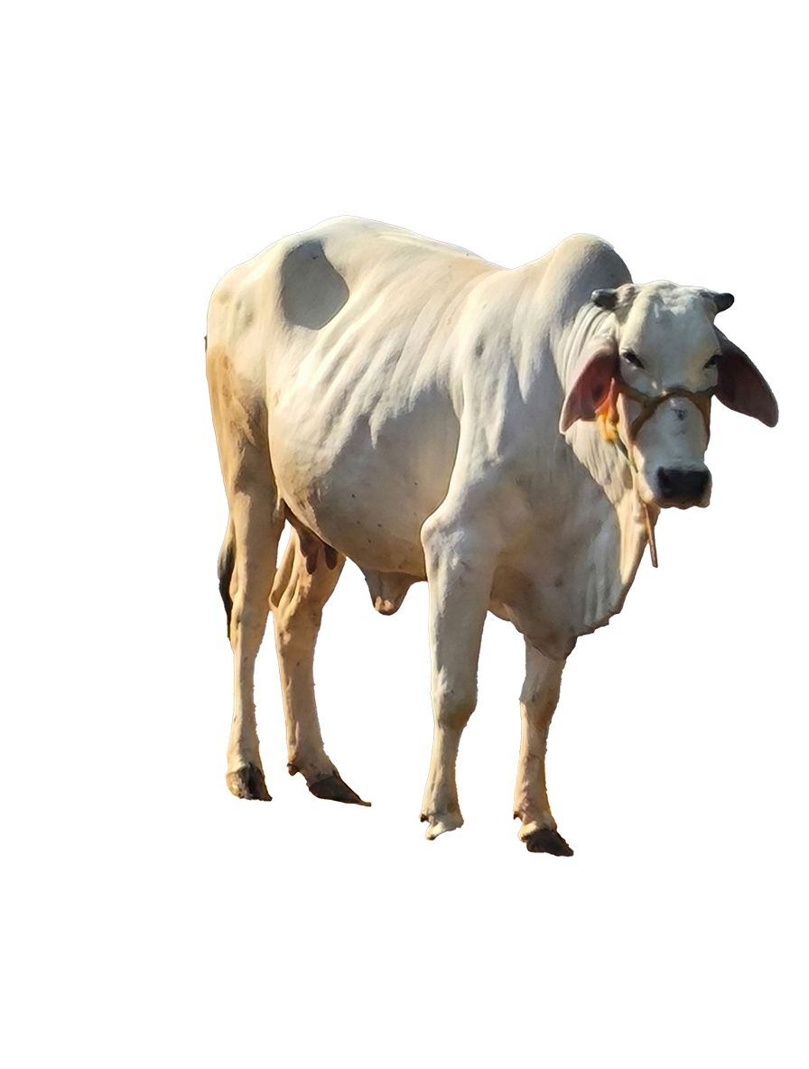 Get pure Gir cow milk in dehradun