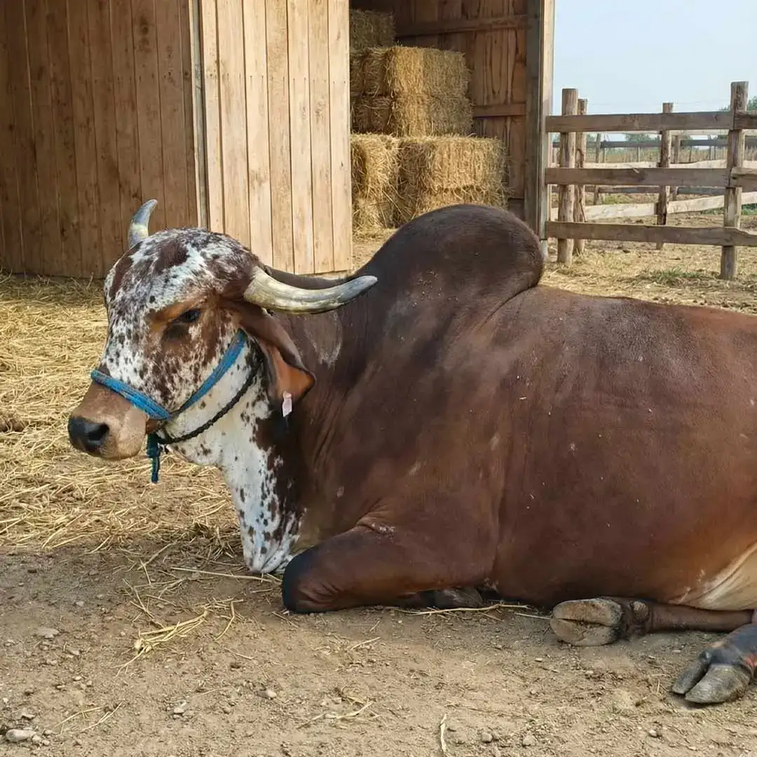 Where to buy pure Indian desi cow milk in Dehradun