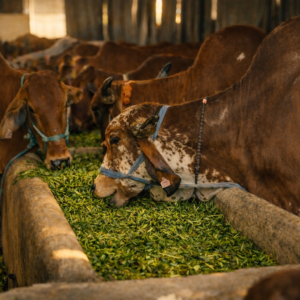 ChatGPT Image Mar 14, 2026, 02_59_02 PM A2 milk best quality and purity in dehradun. Packed in modern bottles