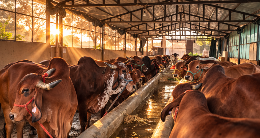 satyee organic- best dairy farm in Dehradun providing fresh gir cow milk
