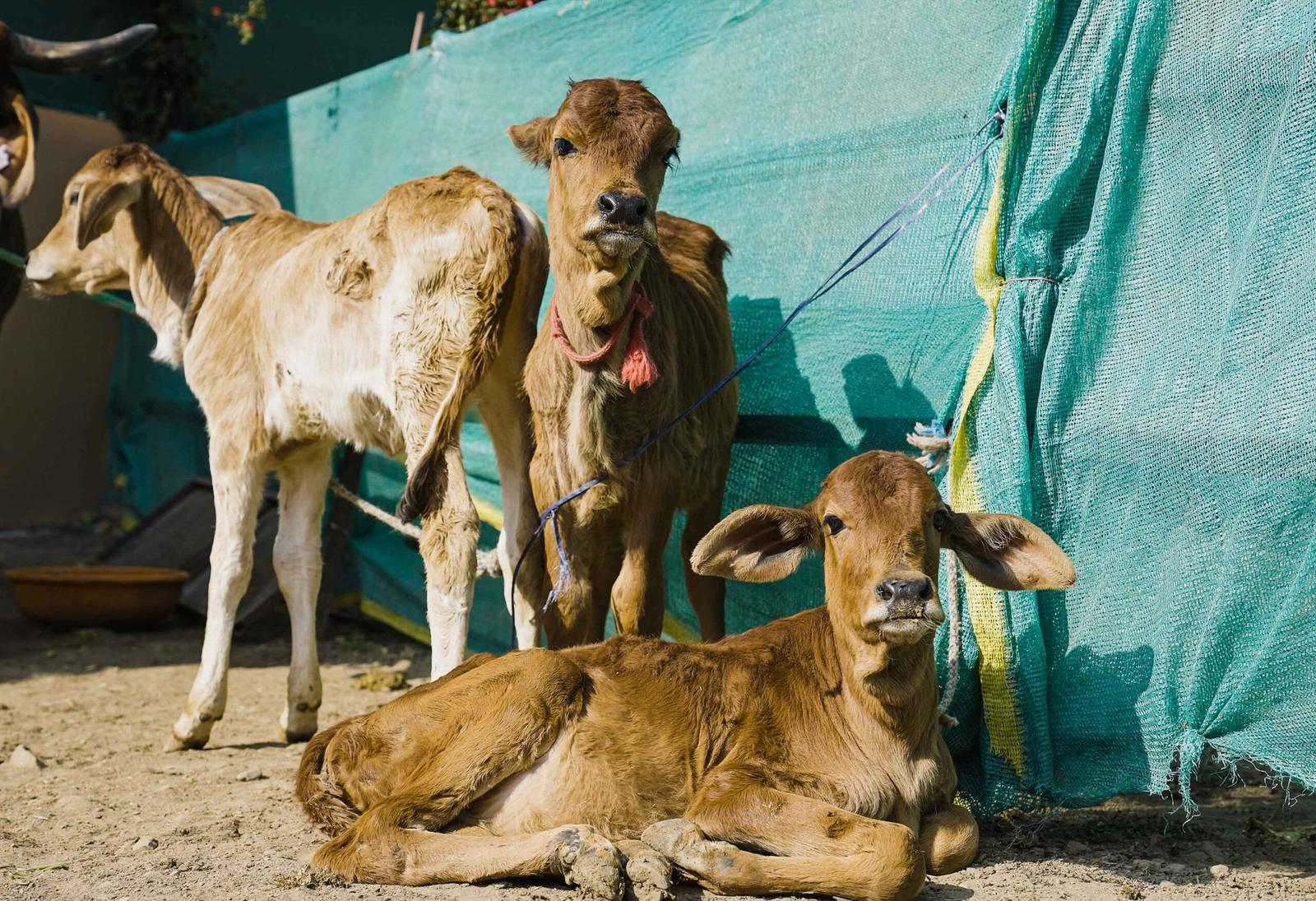 pure gir cow butter in dehradun