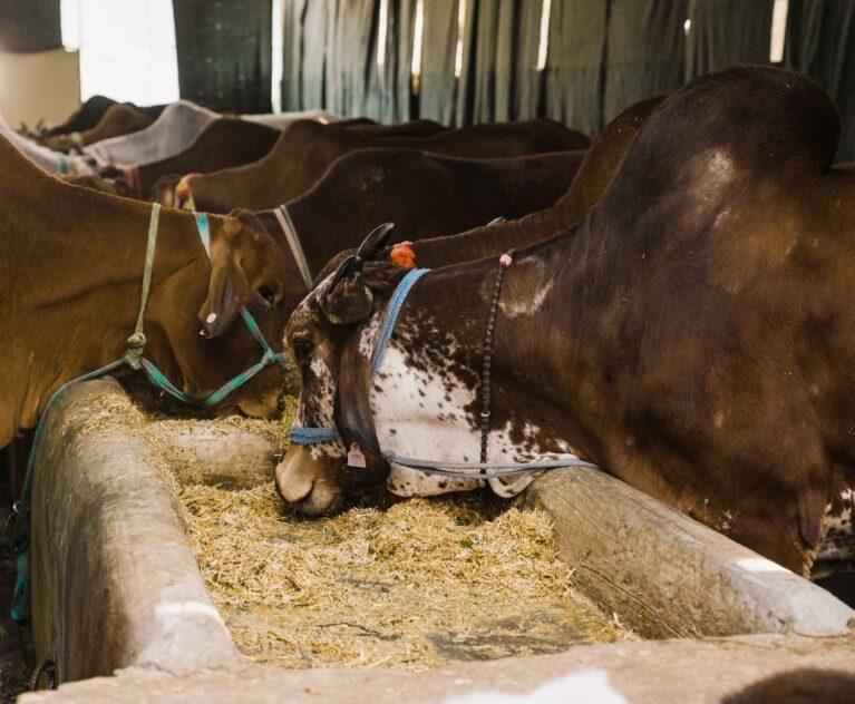 buy gir cow milk in dehradun from satyee organic dairy farm