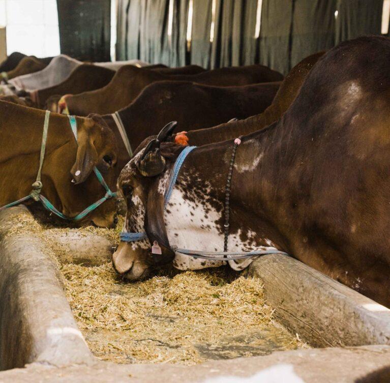 buy gir cow milk in dehradun from satyee organic dairy farm