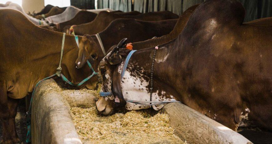 buy gir cow milk in dehradun from satyee organic dairy farm