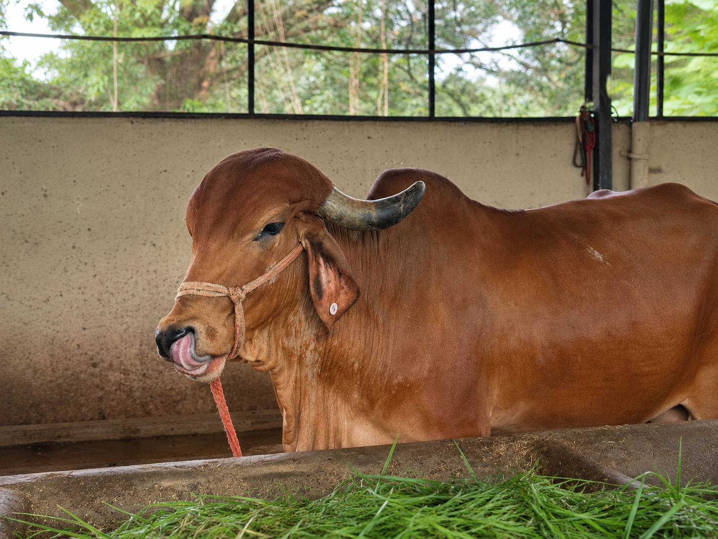 Sahiwal Cow