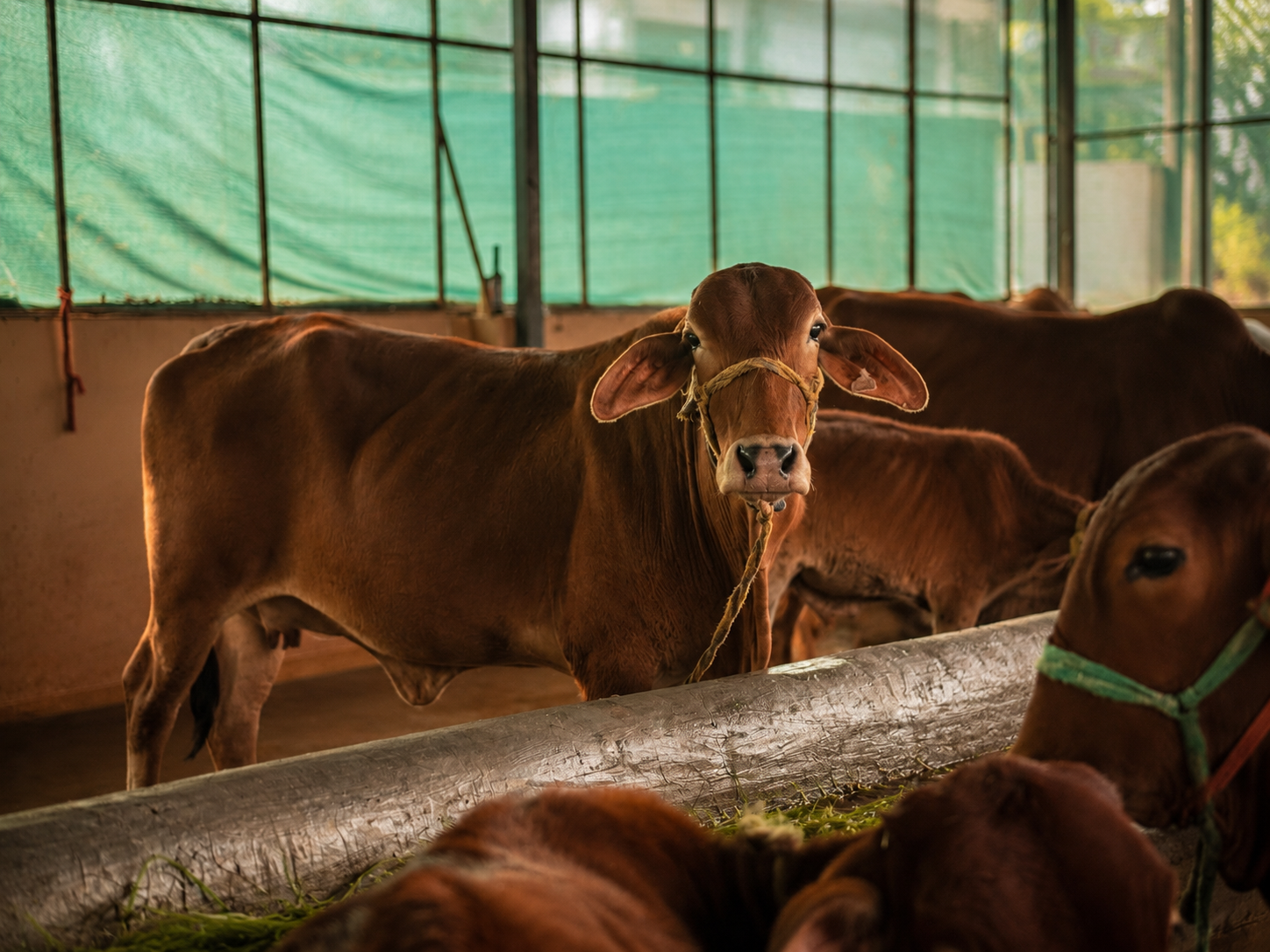 Red Sindhi Cow